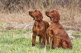 SETTER IRLANDAIS 249